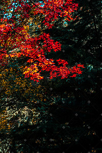 秋天风景红色枫叶摄影图