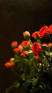 红玫瑰摄影照片_七夕节情人节红色玫瑰花摄影图