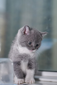 蓝猫商标摄影照片_世界动物节 猫咪 蓝猫 宠物 小猫
