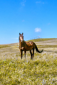 蒙古宅肉摄影照片_内蒙古高山牧场蒙古马摄影图