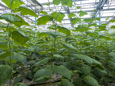 中药材黄精种植摄影照片_现代农业黄瓜种植基地摄影图