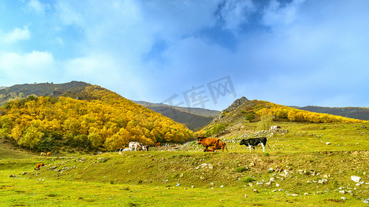 内蒙古秋天摄影照片_内蒙古高山草原秋季牧场景观摄影图