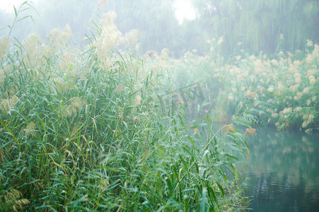 芦苇白露摄影照片_秋天芦苇植物上的水滴雾气寒霜
