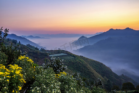 重阳节风景摄影照片_菊花霞光和云海的照片