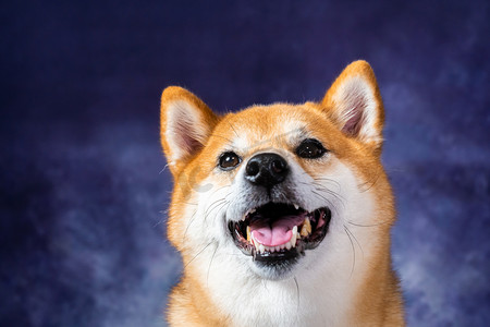 柴犬微笑摄影图