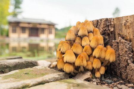 雨后树桩上野蘑菇摄影图