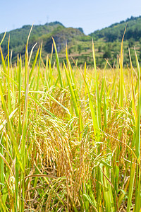稻田摄影图