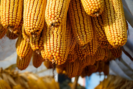 秋季丰收后晾晒的玉米摄影图