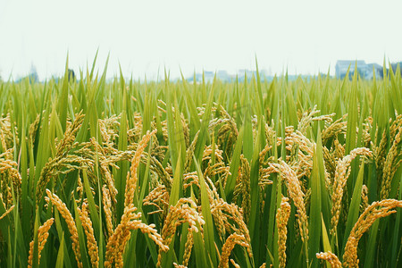 节约用地摄影照片_秋天稻田中的水稻