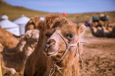 骆驼大眼睛摄影图