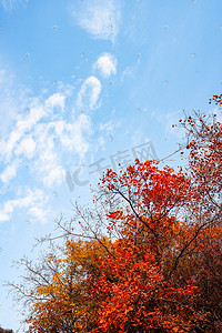 秋摄影照片_秋季红树叶树枝摄影图