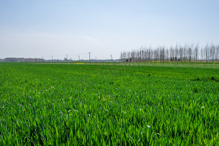 乡村绿色麦浪摄影图