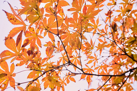 秋天的风景   枫叶  金色的树叶 十月