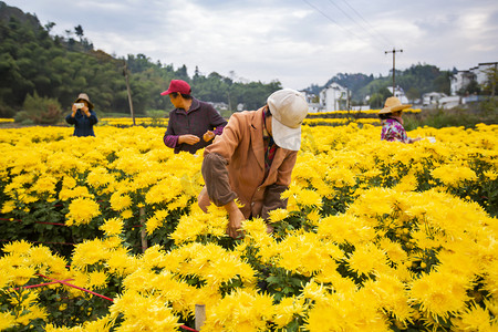 秋天重阳节农民采摘菊花摄影图