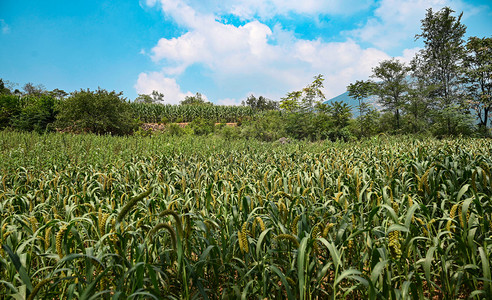 小米稻谷庄稼地摄影图