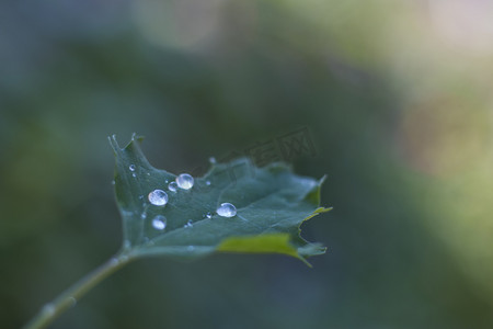 秋季秋天寒露时节露珠特写摄影图