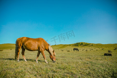 草原上吃草马摄影图