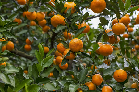 秋天橘子摄影图