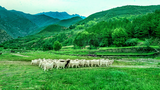 内蒙古山村羊群绿草夏季摄影图