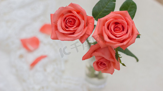 爱情朗诵摄影照片_七夕情人节爱情浪漫玫瑰花朵摄影图