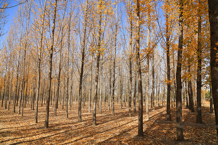 秋天的杨树林风景摄影图
