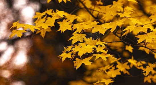 秋季剪纸风摄影照片_秋天秋季落叶枫叶红叶