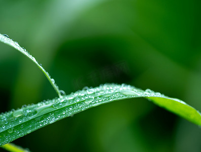 绿色植物叶子露珠水珠摄影图