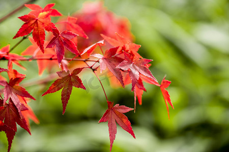 秋季枫叶树叶摄影照片_秋季枫叶树叶摄影图