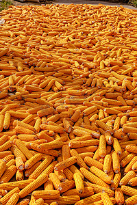 秋摄影照片_秋季阳光下晾晒的玉米风景