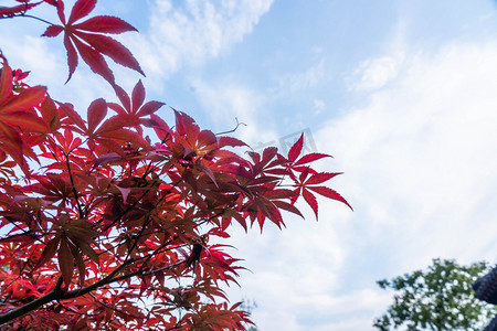 秋季红色枫叶摄影图