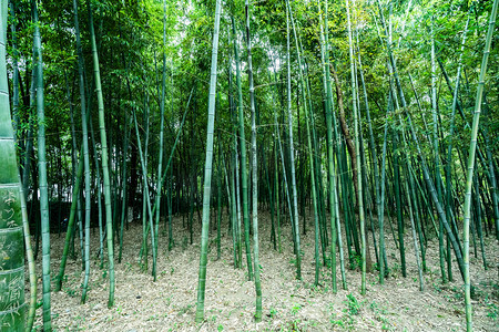 南摄影照片_常州溧阳南山竹海竹林摄影图