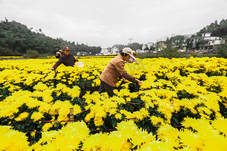 秋天农民采摘菊花的高清图片