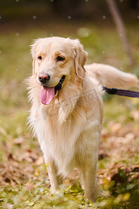 金毛摄影照片_世界动物界宠物狗金毛犬金毛寻回犬摄影图