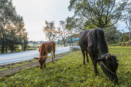 傍晚村庄小牛跟老牛吃草摄影图草地上吃草的牛下午牛
