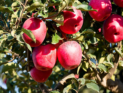 红苹果果实树枝摄影图