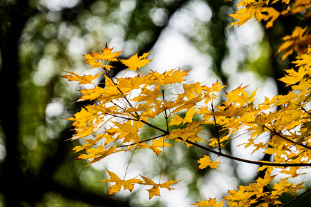 秋季枫叶树叶摄影照片_秋季枫叶树叶摄影图