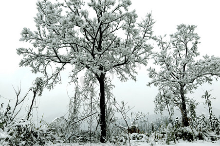 冬天雾凇树木摄影图