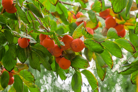柿子树柿子水果摄影图