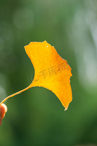 秋季树叶银杏叶摄影图