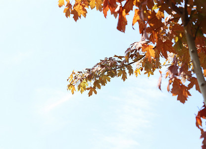 秋季到来树叶变黄枫叶摄影图