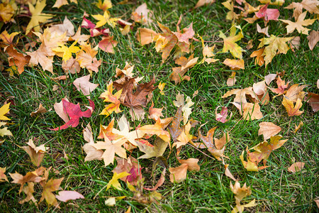 秋季草坪落叶摄影图