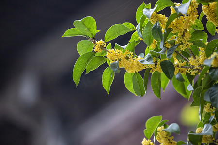 工笔桂花摄影照片_桂花叶子摄影图