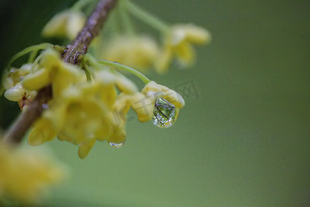 桂花摄影照片_水珠桂花和叶子摄影图