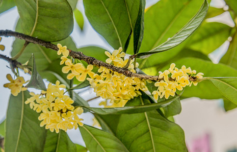 桂花乌龙茶茶叶摄影照片_桂花摄影图