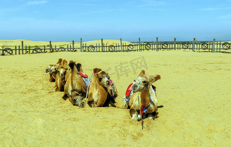 沙漠骆驼摄影摄影照片_内蒙古库布其沙漠秋季摄影图