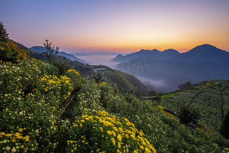 霞光菊花和云海的照片