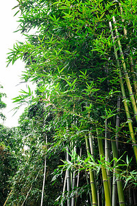 竹子竹林摄影图