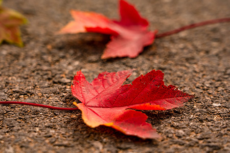 落叶摄影照片_深秋马路上的落叶