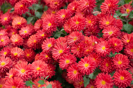 重阳节红色摄影照片_红色的小菊花