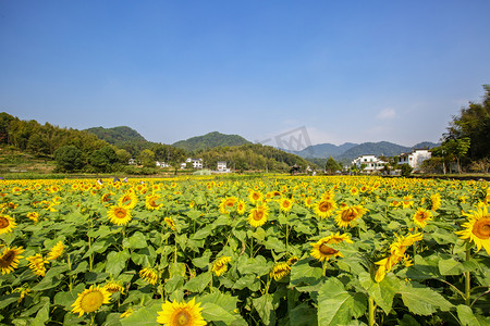 山峰照片摄影照片_人物山峰和向日葵的照片